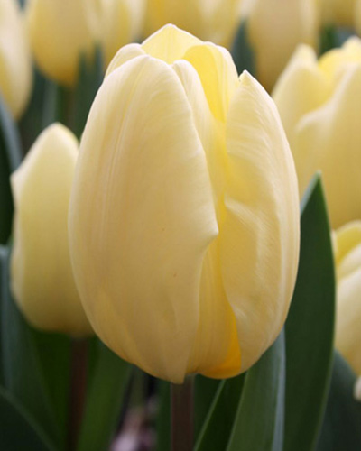 Tulipán triumph Creme Fraiche 11/12, 100 kusov  